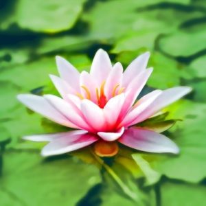 Consciousness and the Reflective Practice called The Wheel of Awareness