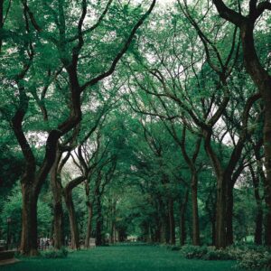 Exploring Mindfulness, Mindsight, and the Mind with Dan Siegel